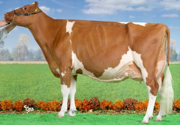 Kırmızı Holstein